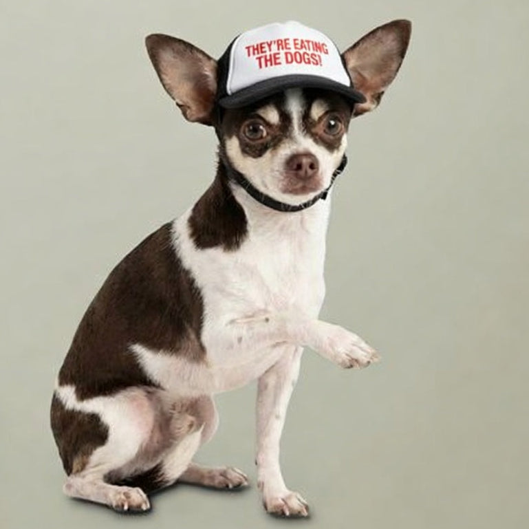 Funny Dog Hat - They’re Eating the Dogs!